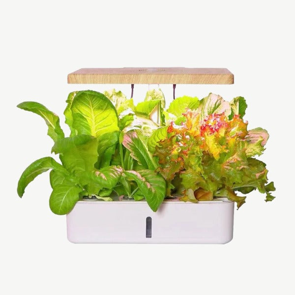 convenient indoor garden Designed for individuals who want to start growing their own plants indoors Perfect for herbs fruits vegetables and flowers 
