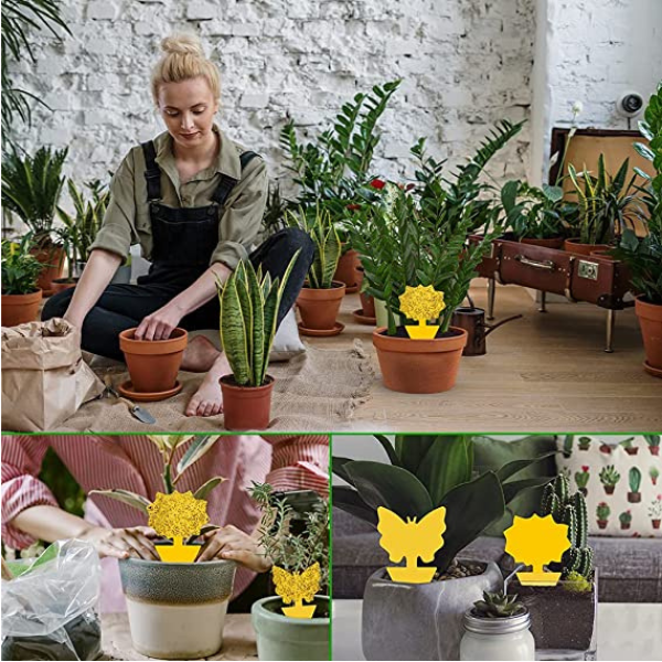 essential tools for home gardening user-friendly solution that utilizes non-toxic adhesive to lure and capture fruit flies effectively curbing their multiplication and preventing further infestations