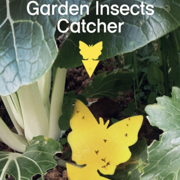 essential tools for home gardening user-friendly solution that utilizes non-toxic adhesive to lure and capture fruit flies effectively curbing their multiplication and preventing further infestations