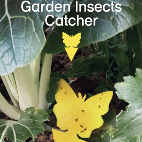 essential tools for home gardening user-friendly solution that utilizes non-toxic adhesive to lure and capture fruit flies effectively curbing their multiplication and preventing further infestations
