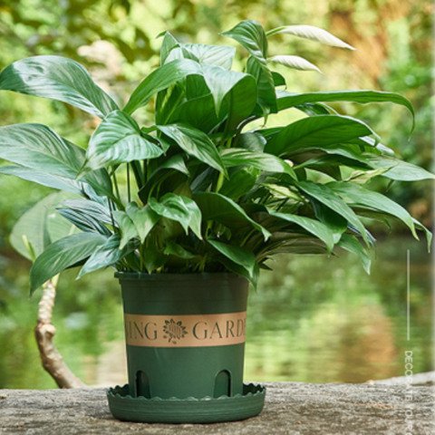 perfect choice for your home and garden The saucer helps to catch excess water preventing spills and keeping your floors clean