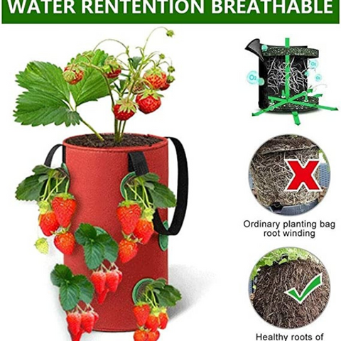 Root Development Harvesting With efficient drainage and visualization holes the multi function growing bag promotes optimal plant growth and makes harvesting a breeze can be used for a range of plants