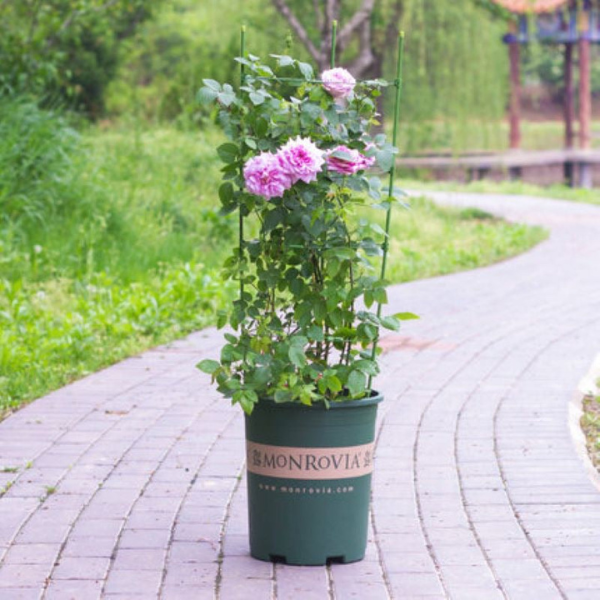 Strong plant growth The plant support ring frame is an essential tool that provide sturdy and reliable support for your plants allowing them to grow tall and strong